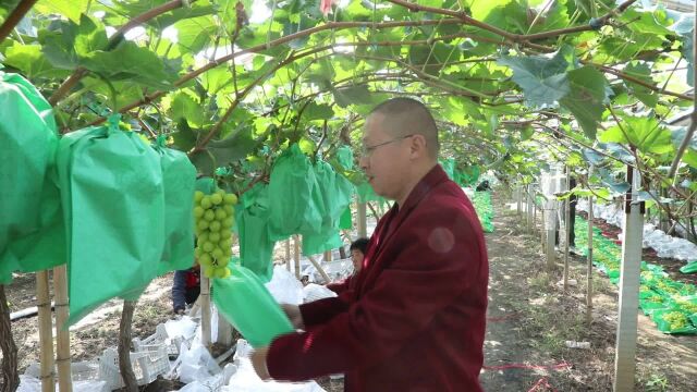 【喜迎二十大 丰收季里看发展 】河北饶阳:阳光玫瑰迎来好“丰”景