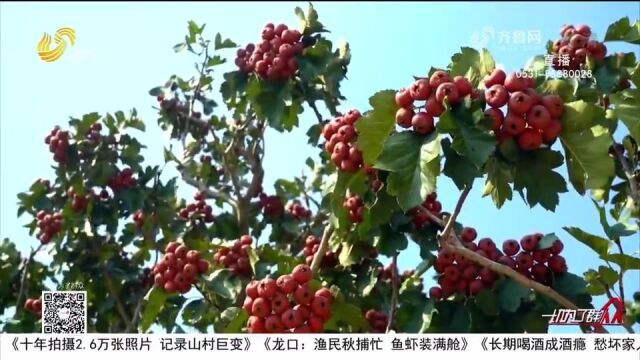 临朐培育引进优质山楂品种,品质高价格好,小山楂映红“致富路”