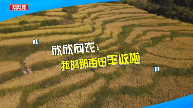 稻子成熟啦!记者高温烈日下在田间地头收割,感受“粒粒皆辛苦”