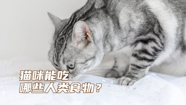 猫咪能吃哪些人类食物?