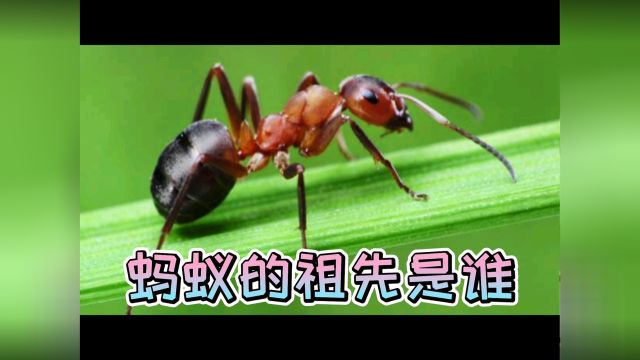 动物之蚂蚁的祖先