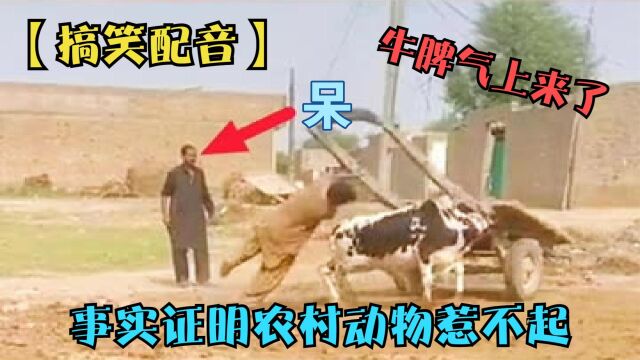 【搞笑配音】现在终于知道啥叫牛脾气了,农村的动物惹不起呀!