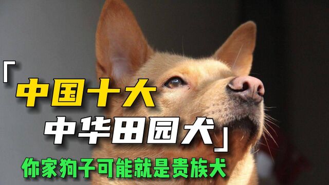 看不起中华田园犬?盘点10大田园犬,你家的狗来历可能并不简单! 