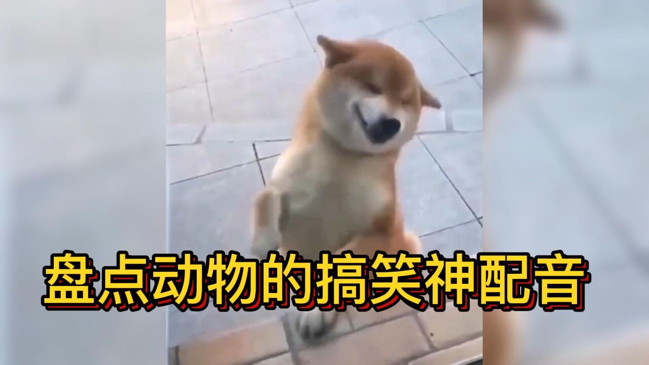 盘点动物的搞笑神配音,成精的动物们,让你笑到肚子疼_高清1080P在线观看平台_腾讯视频