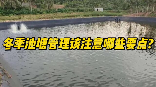 冬季池塘管理该注意哪些要点?