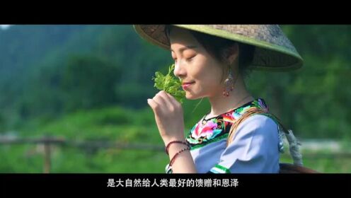 张家界莓茶纪录片