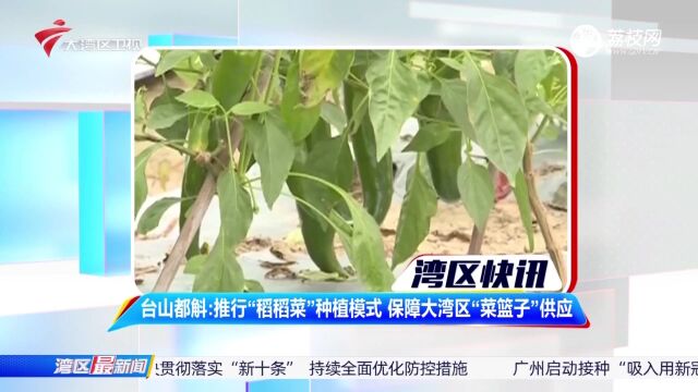 台山都斛:推行“稻稻菜”种植模式 保障大湾区“菜篮子”供应