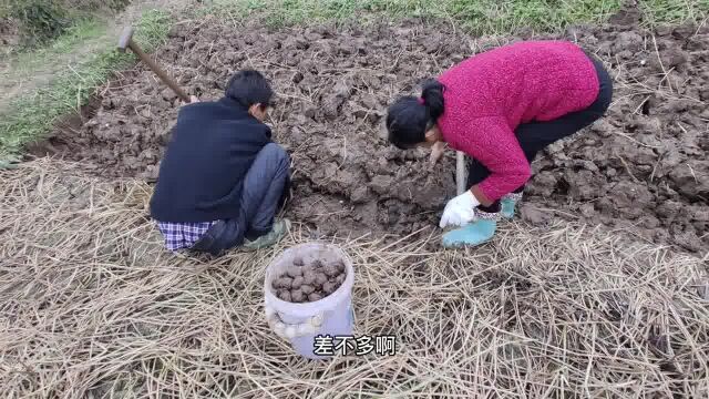 湖北石首的马蹄开挖了,一锹下去好多个,你们那里把马蹄叫什么?