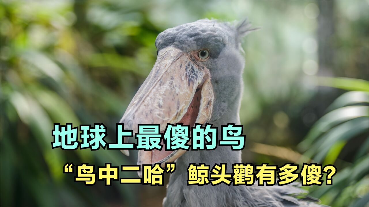 地球上最傻的鸟能傻到什么程度?“鸟中二哈”鲸头鹳的迷之行为_高清1080P在线观看平台_腾讯视频