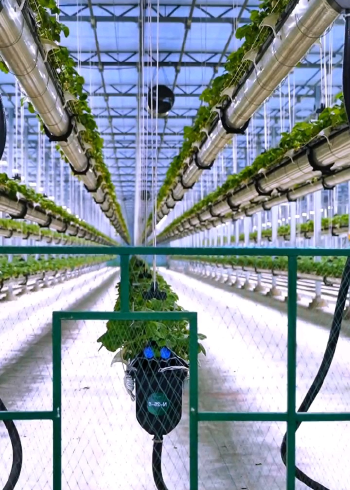 空中草莓立体栽培