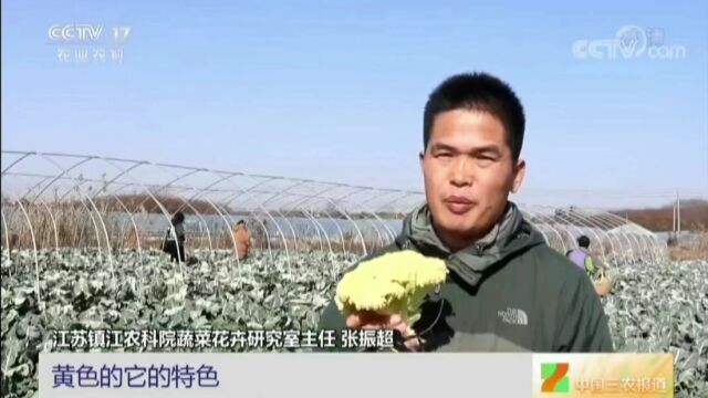 央视报道!江苏句容:“彩色花菜”采收上市