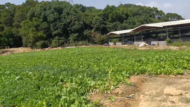 泥土的味道,辣椒幼苗管理,乡村菜园风光