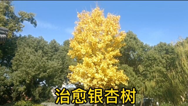 宁波月湖公园金黄色的银杏树