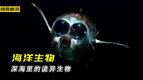 深海里的怪异生物，10斤巨无霸海螺变成搞笑房产中介