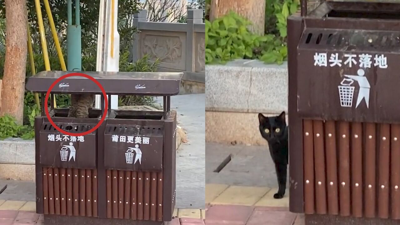 垃圾桶上的黑猫图片