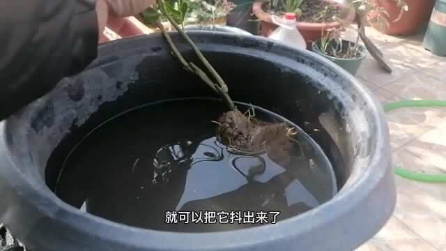 阳台种果树,网购“佛手苗”用对方法种植,缓苗快,不死棵