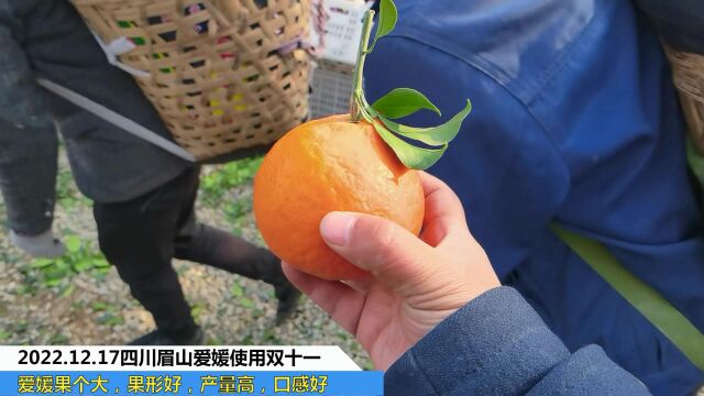 进口水溶肥四川眉山爱媛使用双十一爱媛果个大,果形好,产量高,口感好