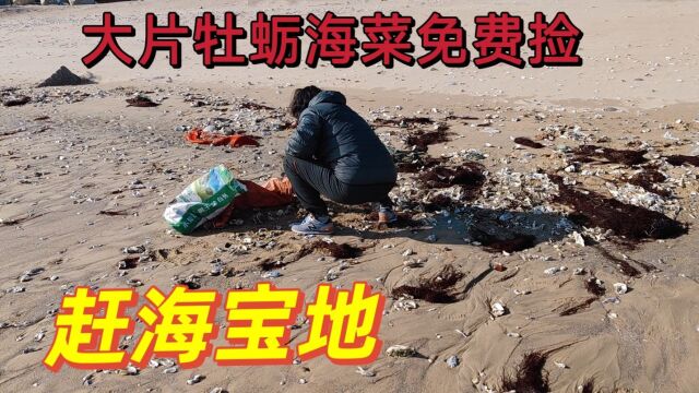 威海荣成发现一赶海宝地,牡蛎一会捡两大袋,没车真拿不回去