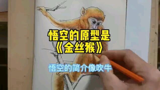 悟空的原型是《金丝猴》悟空的简介“像吹牛”猴子怎么画?一看就懂了