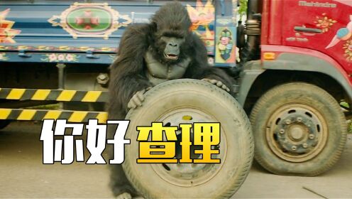 大猩猩只是想回到动物园，却被司机坑的怀疑猩生！