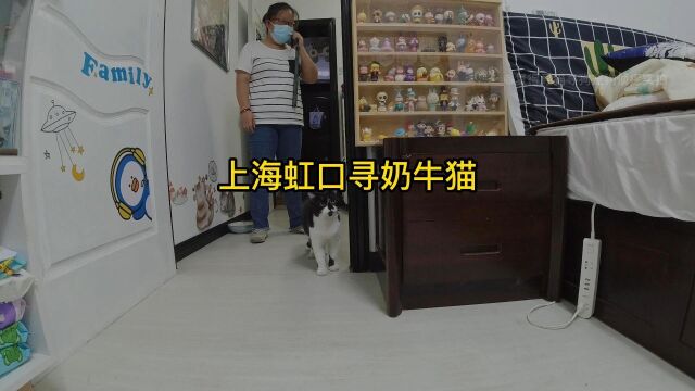 上海虹口寻奶牛猫