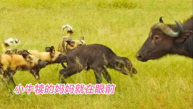 “妈妈,我害怕”,小牛犊遭5只野狗围猎,向身边的妈妈求救