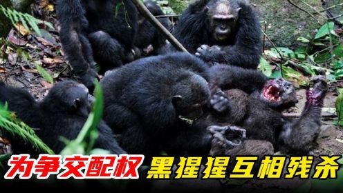 为争夺交配权，黑猩猩不惜互相残杀！