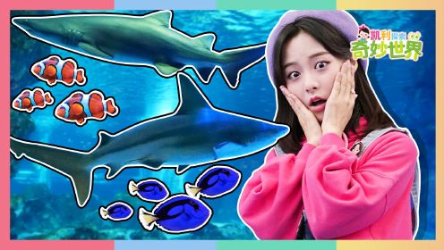 [凯利探索奇妙世界] 神奇水族馆！你不知道的海洋动物们！