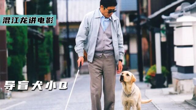 狗狗的一生都为人类奉献,即使人类会伤害它《导盲犬小Q》