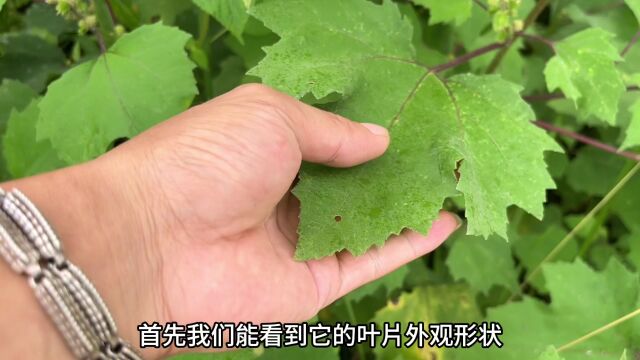 农村不起眼的“化癌草”,用途大多数的人都还不知道,赶紧认识下