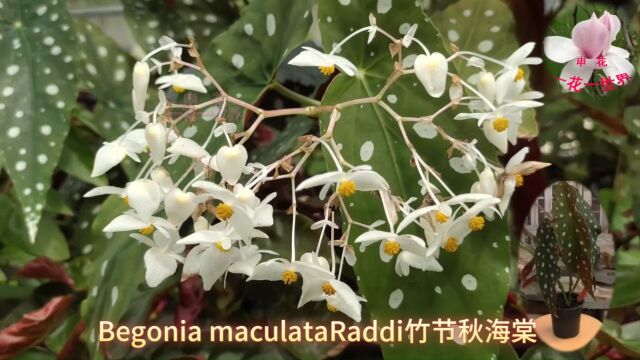 Begonia maculataRaddi竹节秋海棠