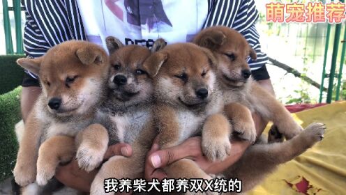 3500拿下酒蒙子柴犬，他还让我钻狗笼子，真是过分了