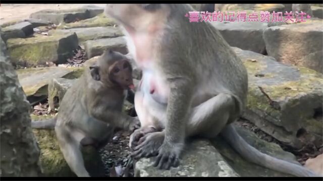 啃老小猴子为了喝一口奶.既然偷偷用舌头舔母猴子的奶头.笑死人