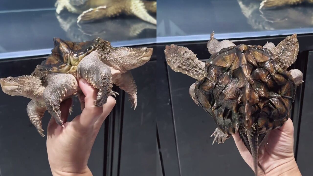 罕见!男子用双黄蛋孵出连体双头鳄龟,网友:它在山海经第几页?