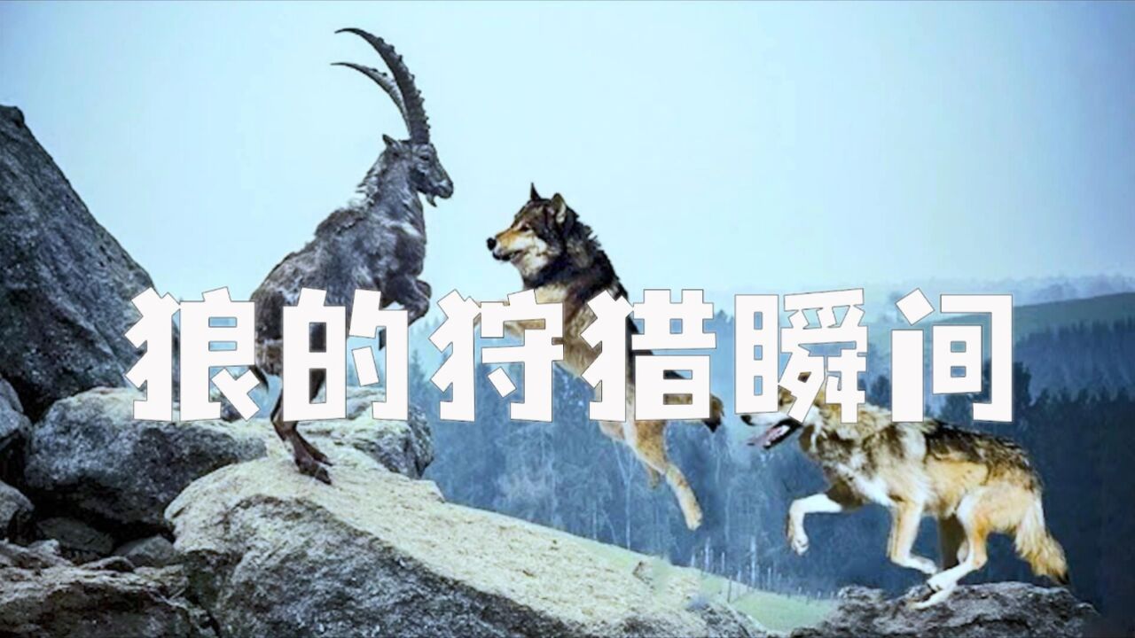 狼真的来了,抢狼獾的猎物,战野牛,赶走熊,却被一只猫给吓跑!_高清1080P在线观看平台_腾讯视频