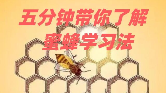 蜜蜂学习法,让你的学习效率提升300%