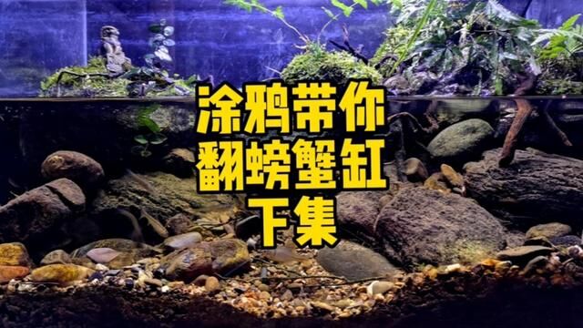 在小区找素材,翻一个原生水陆缸#水族 #造景鱼缸 #原生缸 #大自然的搬运工 #鱼缸里的大自然