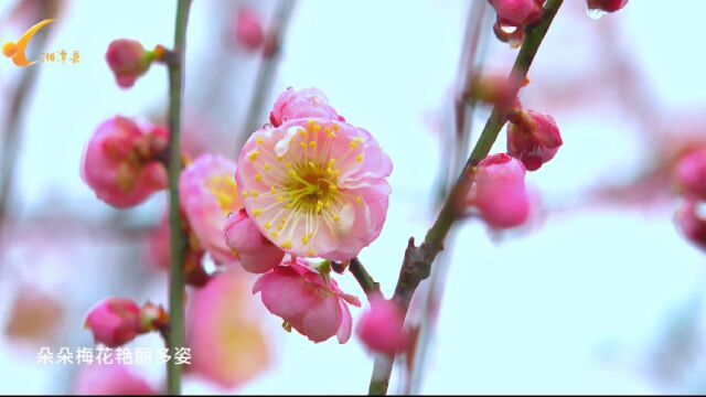 视频丨踏雨寻梅 湘潭县这个地方的美景不容错过