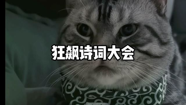 狂飙诗词大会,今天参赛选手虎斑猫王蛋蛋,大家觉得能给他打几分?#猫咪 #狂飙诗词大会 #萌宠