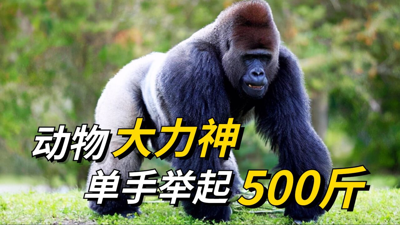 盤點動物界天生神力的大力士,單手舉起500斤,戰鬥力直接爆表