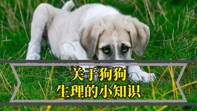 关于狗狗生理的小知识,养犬必看!