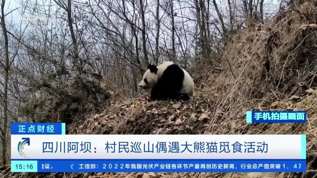 四川阿坝:村民巡山偶遇大熊猫觅食活动