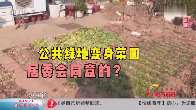 居委会同意的?楼前公共绿地,竟变身“私家”菜园