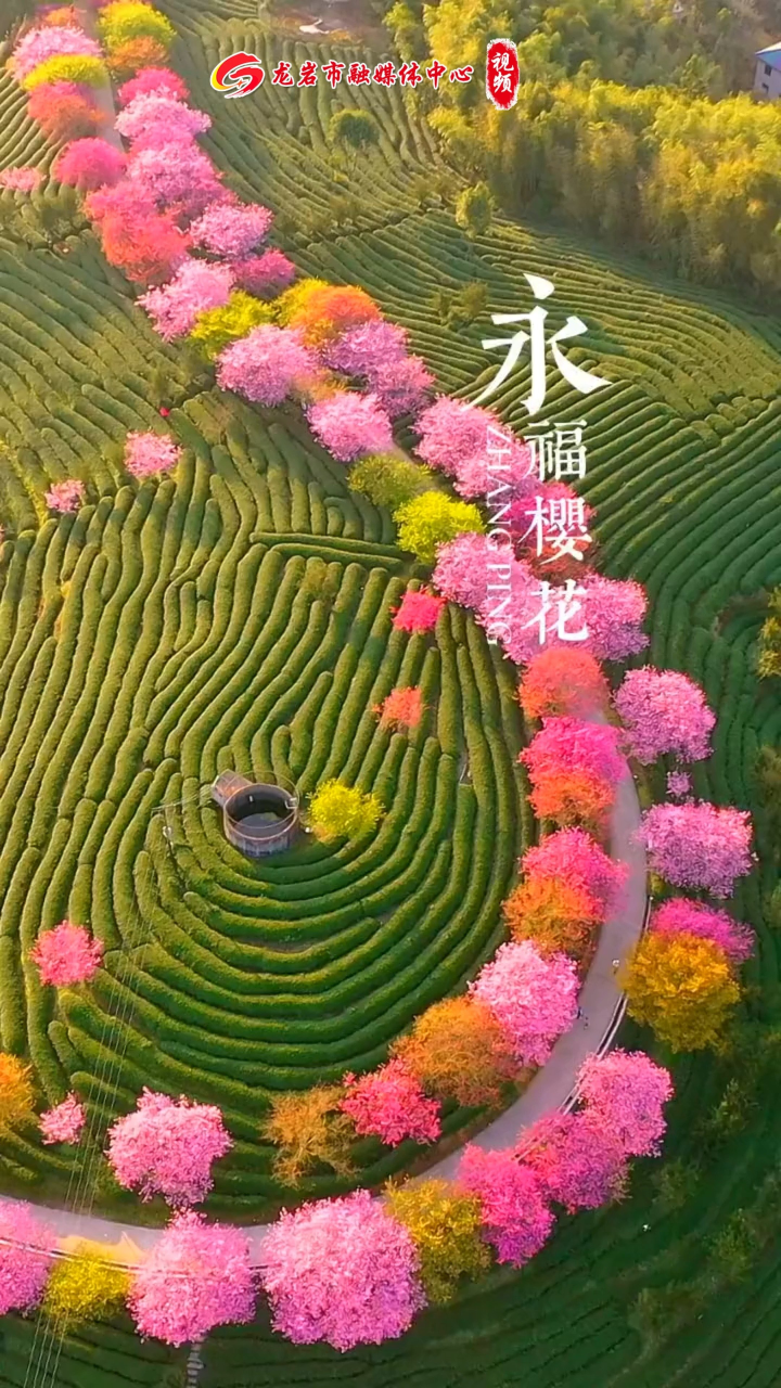 2022永福樱花图片