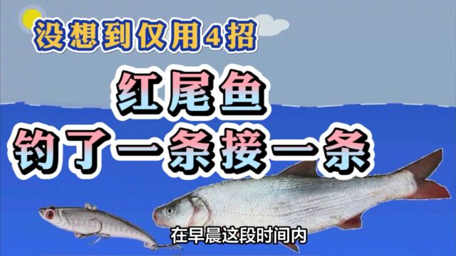 野钓红尾鱼如何爆护?知道这6个关键技巧后,渔获就可以成倍增长