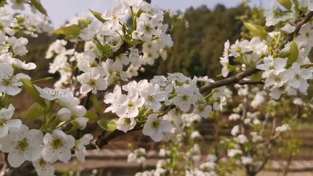 云南腾冲:春风至 梨花开