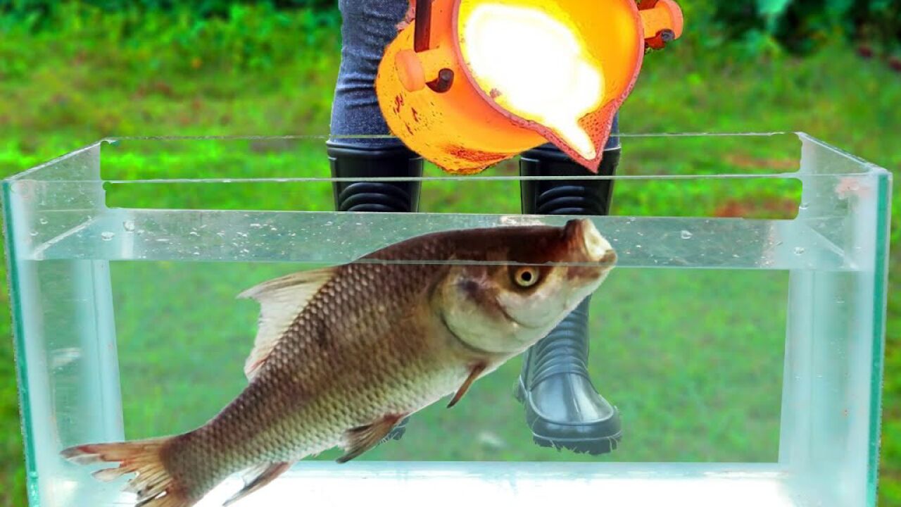 把1100度岩浆倒在鱼上,到底会发生什么,鱼:这是人干的事?