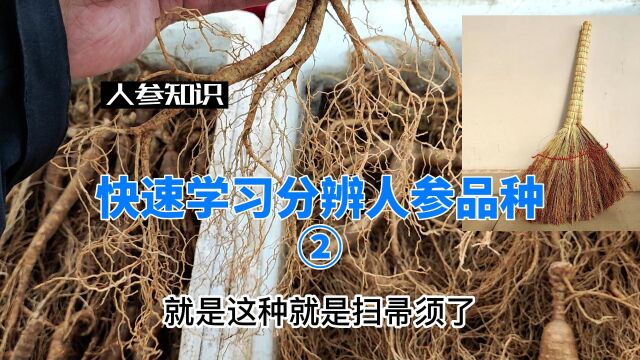 想速成学会辨参?先进来看看几种典型特征