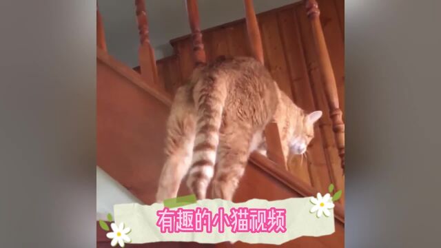 #有趣搞笑的猫咪视频#