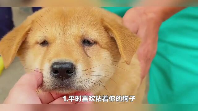 狗子心情不好的表现?